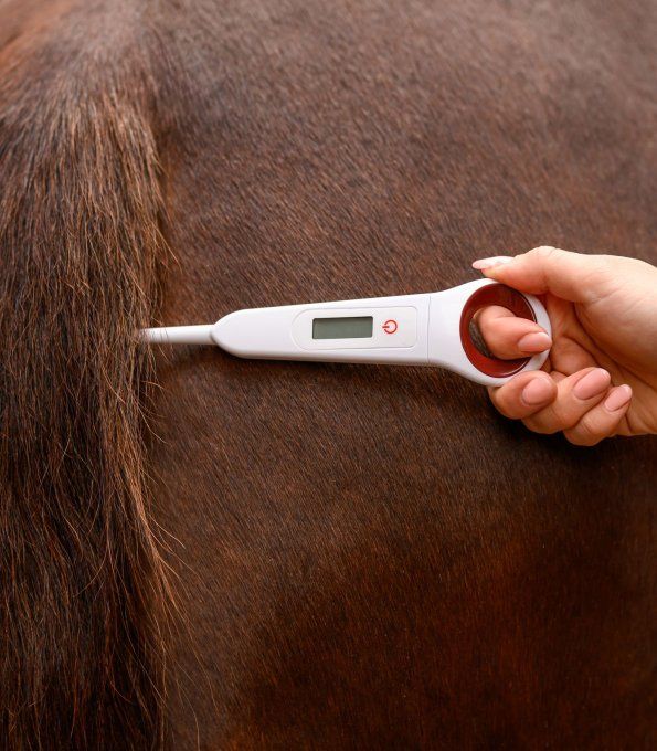 Thermomètre numérique pour chevaux