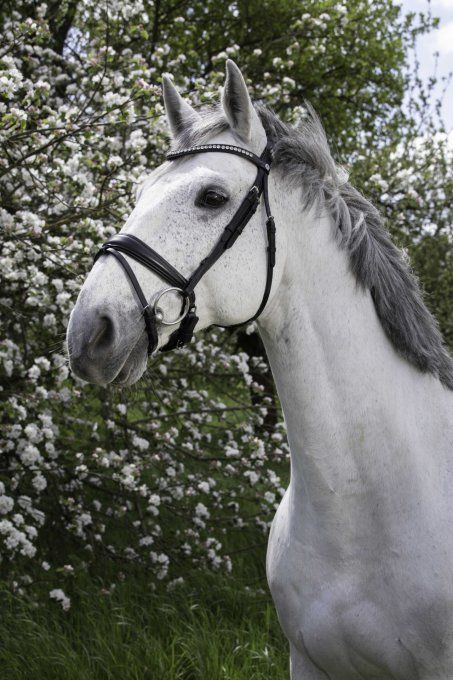 Bridon- Strass
