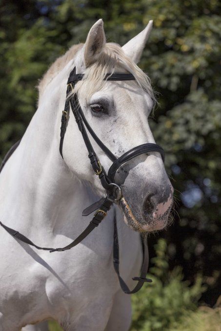 Bridon - Cheval de trait