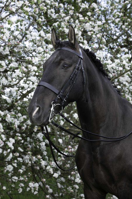 Bride RIDING WORLD