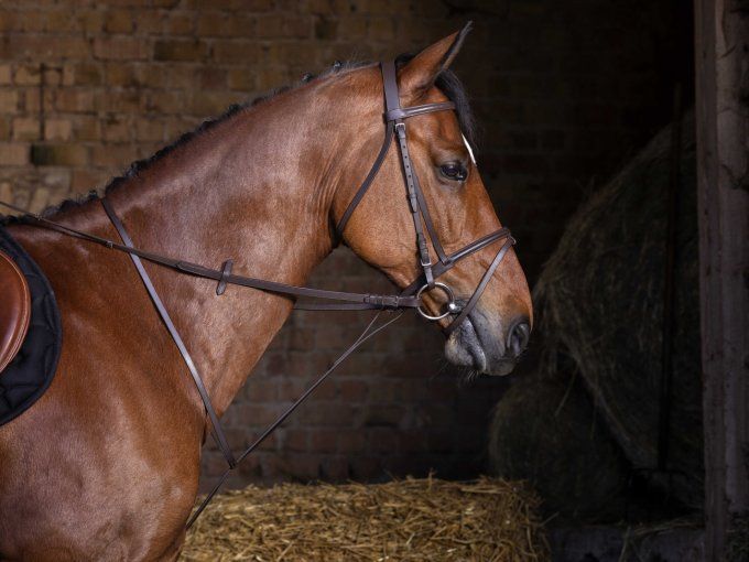 Martingale fixe RIDING WORLD