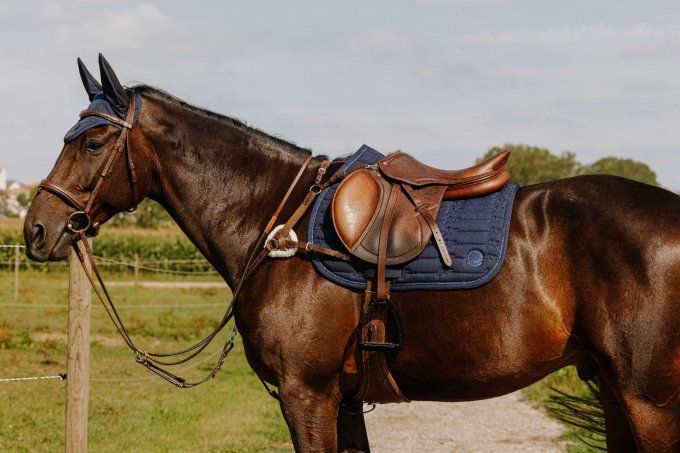 Collier de chasse NORTON PRO - 5 points