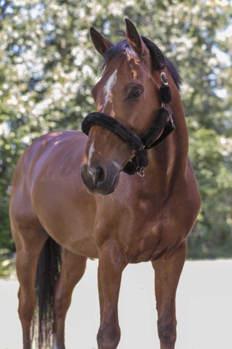 Licol NORTON Full mouton synthétique