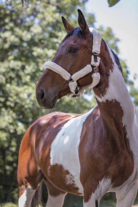 Licol NORTON Full mouton synthétique