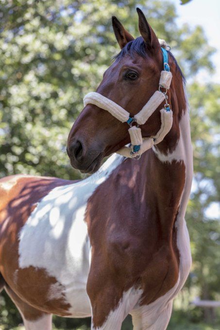 Licol NORTON Full mouton synthétique