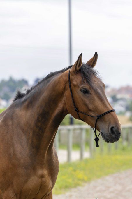 Licol éthologique RIDING WORLD corde - Fin