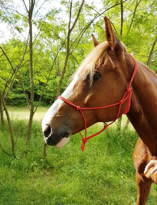 Licol éthologique RIDING WORLD corde - Fin