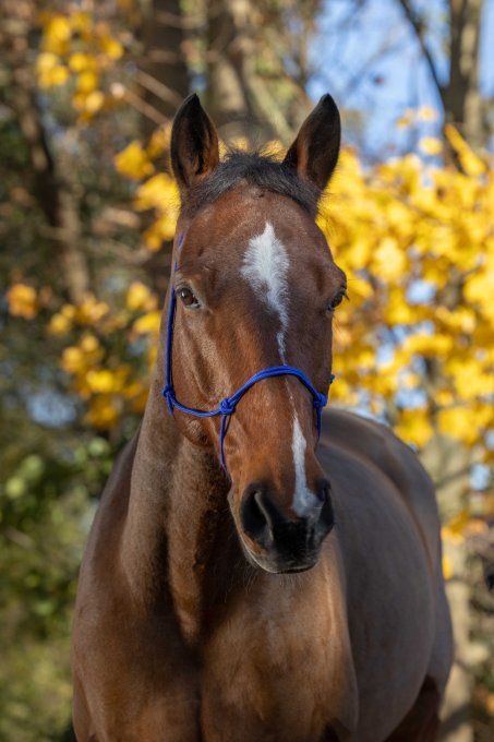 Licol éthologique RIDING WORLD corde - Fin