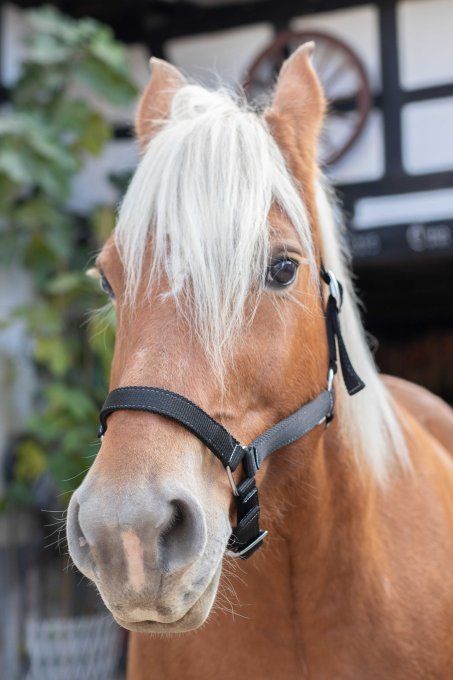 Licol NORTON - Cheval de trait