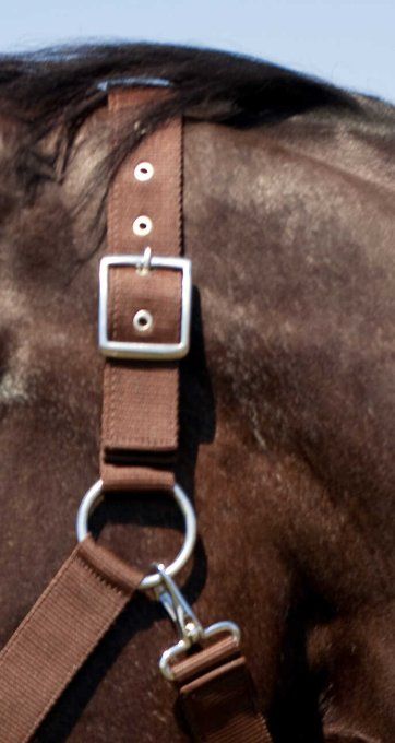 Licol NORTON - Cheval de trait