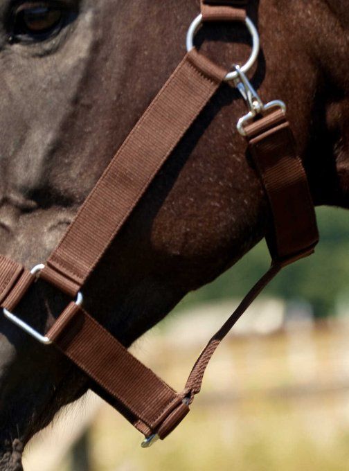 Licol NORTON - Cheval de trait