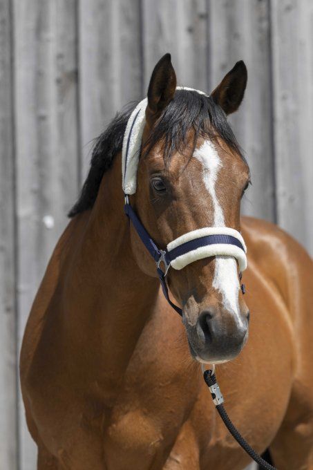 Licol RIDING WORLD mouton synthétique