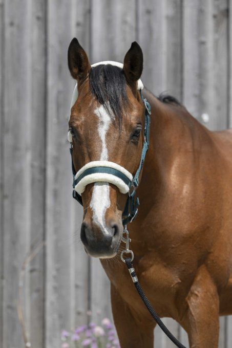 Licol RIDING WORLD mouton synthétique