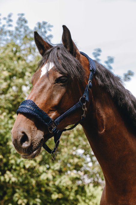 Licol nylon EQUITHÈME - 3D Mesh