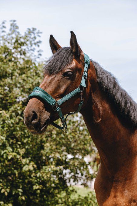 Licol nylon EQUITHÈME - 3D Mesh