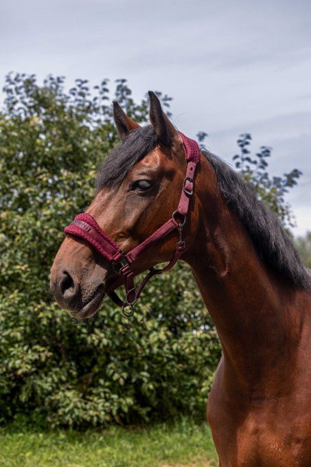 Licol nylon EQUITHÈME - 3D Mesh