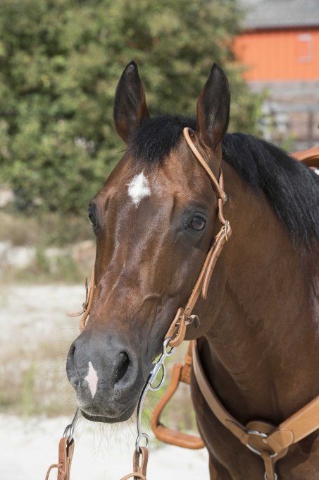 Bridon WESTRIDE by Franck Perret - 1 oreille