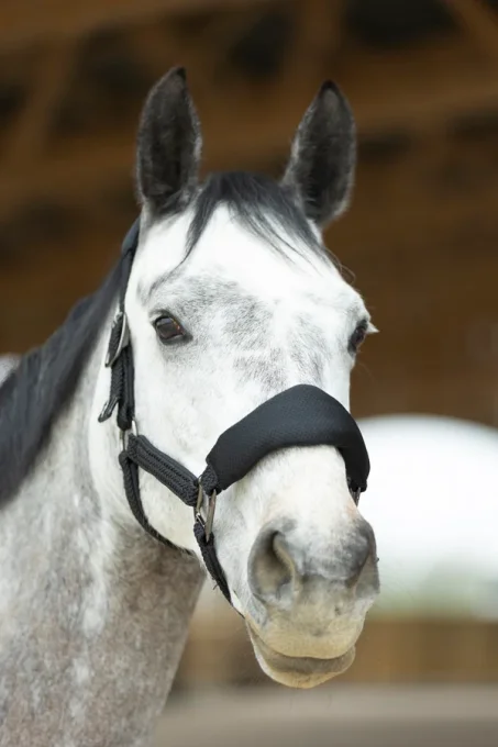 Set Licol et longe Dorai ergonomique en mesh